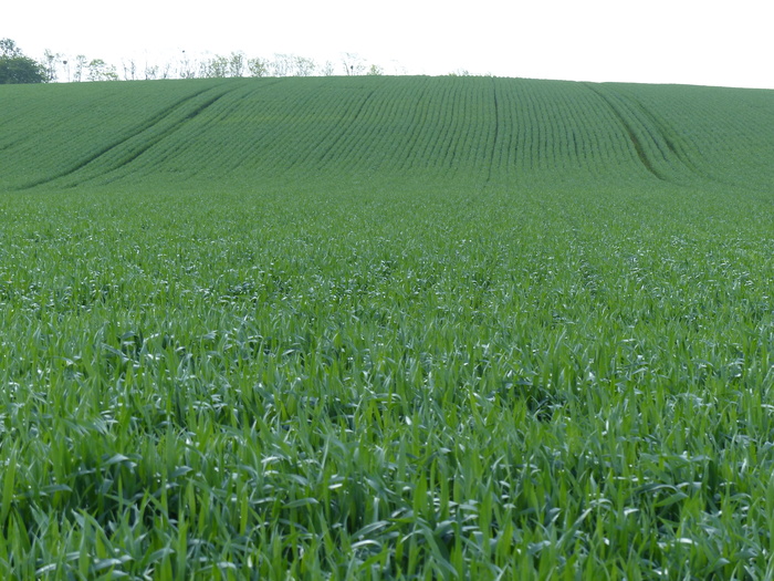 La parcelle de 15 ha est semée à une densité de 120 g/ha avec un blé hybride.